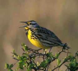 Montana State Bird: Western Meadowlark (Sturnella neglecta)