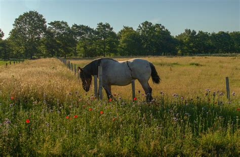 A Horse on Green Grass Field · Free Stock Photo