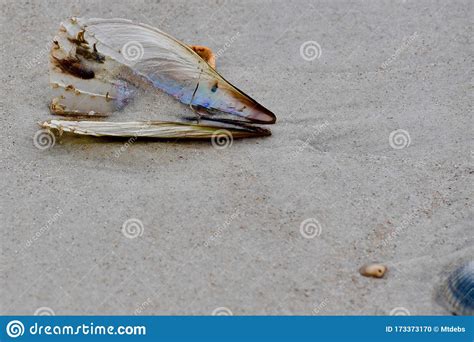 Pen Shell Saltwater on the Beach Stock Photo - Image of pinna, open: 173373170