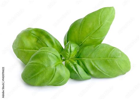 Basil leaves isolated . Stock Photo | Adobe Stock