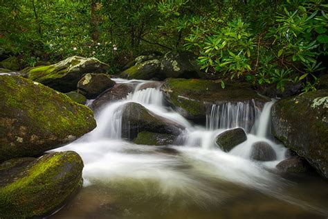 Roaring Fork Rhododendron Great Smoky Mountains National Park Gatlinburg TN