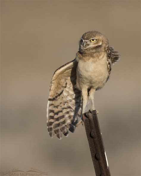 Burrowing Owl juvie stretching one wing – Mia McPherson's On The Wing ...