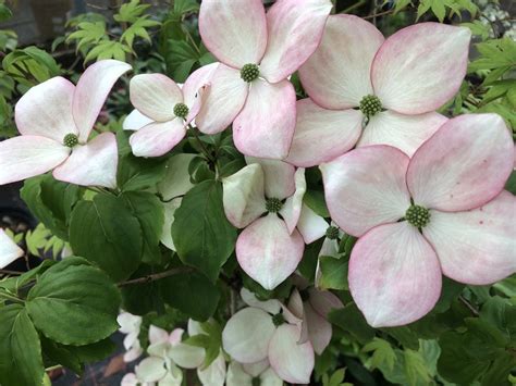 Cornus kousa 'Miss Satomi' ( Satomi) - Shrubs - Plants