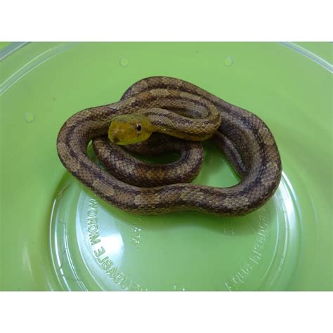 Yellow Rat Snake - small - Strictly Reptiles