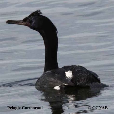 Pelagic Cormorant (Phalacorcorax pelagicus) - PECO