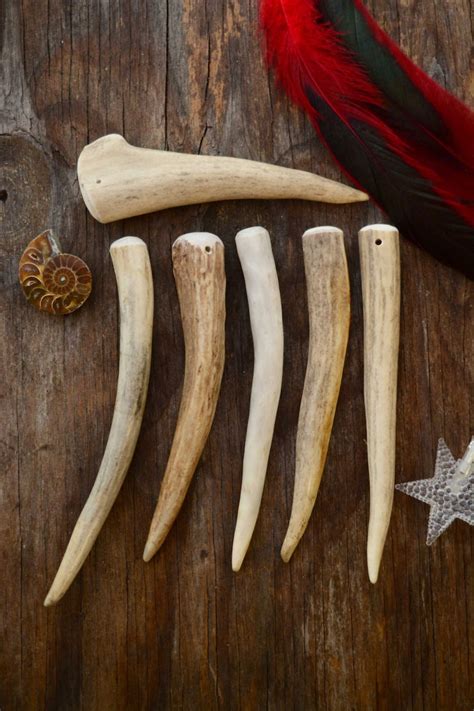 Deer Elk Antlers: Gorgeous Naturally Shed Deer and Elk Antler | Etsy