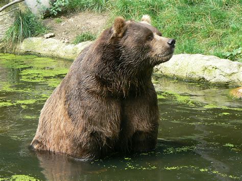 Attēls:Kodiak bear ursus.JPG — Vikipēdija