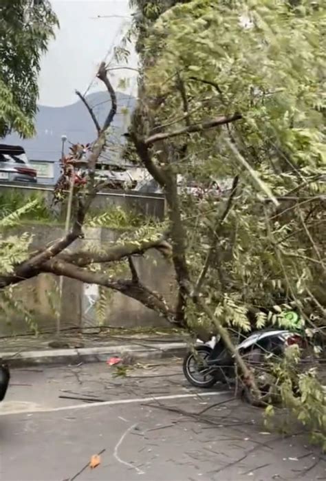 Pohon Tumbang di Jalan Tenes Menimpa Parkiran Motor Samping MOG - Malang Times