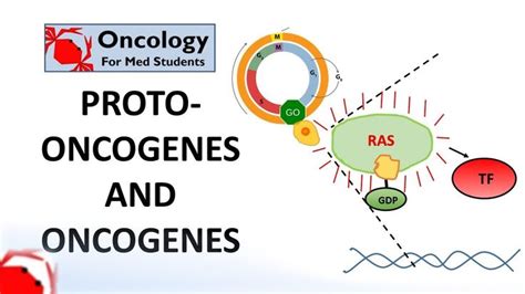 7. Proto-oncogenes and Oncogenes in 2023 | Med student, Student work ...