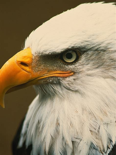 Bald Eagle Interesting Facts