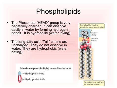 Phospholipids