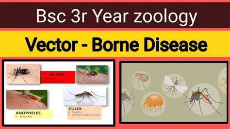 Vector - Borne Disease| Prevention| Bsc 3rd year zoology | what are ...