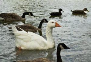 The differences Between Ducks, Geese, and Swans