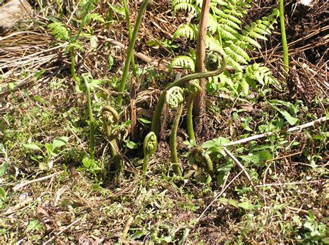 Diplazium esculentum (Retz.) Sw _ Lingad (लिंगड़) – Himalayan Wild Food Plants