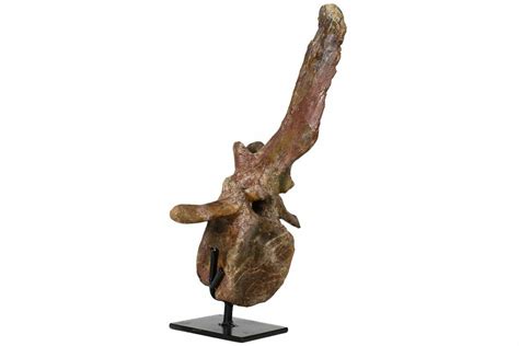 13.4" Fossil Hadrosaur (Brachylophosaurus) Dorsal Vertebra - Montana ...