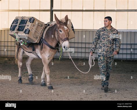 U.S. Marine Corps Sgt. Ruben Castellonamezquita, a mountain warfare instructor with Marine Corps ...