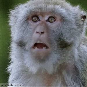 Baboon Monkey GIF - Baboon Monkey Shocked - Discover & Share GIFs