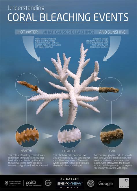 Infographic 1 (Credit: XL Catlin Seaview Survey) March 2015 http://www.globalcoralbleaching.org ...