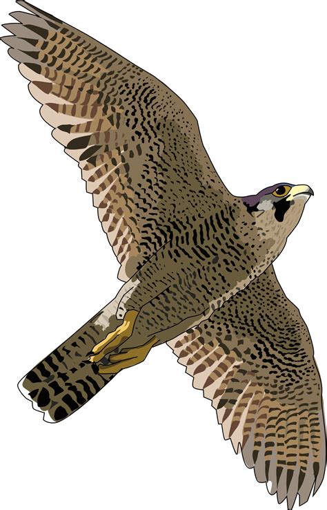 Peregrine Falcon PNG Pic | PNG Mart