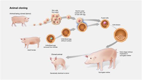 Cloning Process