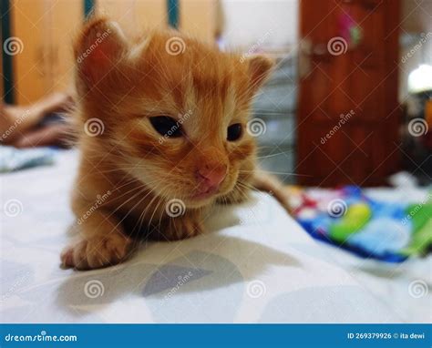 A Cute Kitten Playing on the Bed Stock Photo - Image of skin, orange: 269379926