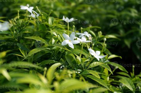 Jasmine flowers in the garden. 14198028 Stock Photo at Vecteezy