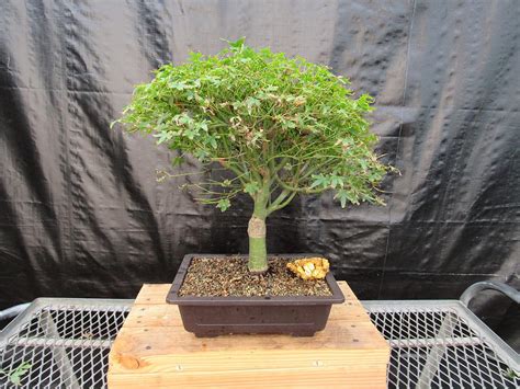 Amazon.com: 48 Year Old Dwarf Japanese Maple Bonsai Tree : Grocery ...