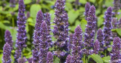 Anise Hyssop Care: Growing The Agastache Foeniculum