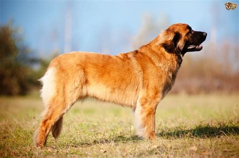 Leonberger Dog Breed Information, Buying Advice, Photos and Facts ...