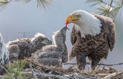 Bald Eagle Feeding Chicks – Tom Murphy Photography