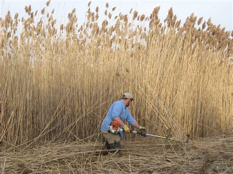 A Guide to the Control and Management of Invasive Phragmites