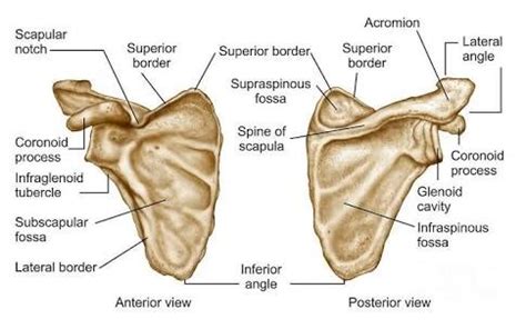 Anatomy: Scapulothoracic Region, Shoulder & Rotator Cuff Flashcards ...