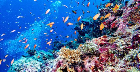 Coral reefs at risk of being wiped out in western Indian Ocean | Natural History Museum