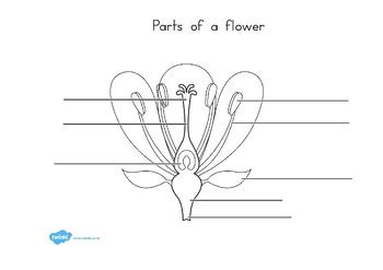 Parts of a Plant and Flower Labelling Worksheet by Twinkl Printable ...