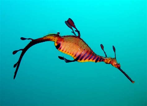 Sea Dragon - Leafy & Weedy Sea Dragons, Photos, Information, Habitats, News | World Most Amazing ...