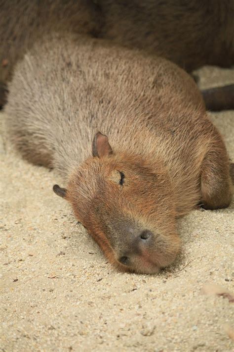 "Experience the softness: Capybara fursona for your next cosplay" in 2023 | Capybara, Cute ...