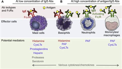 The pathophysiology of anaphylaxis - Journal of Allergy and Clinical ...