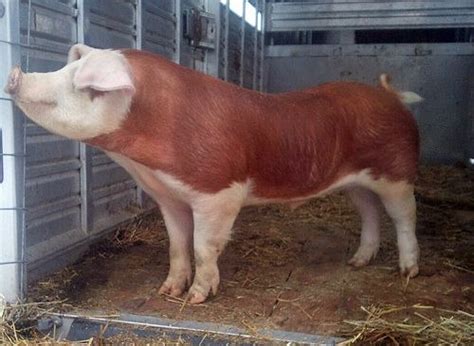 Hereford pig - Alchetron, The Free Social Encyclopedia