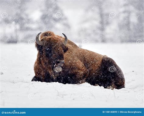 European Bison Bison Bonasus in Natural Habitat Stock Image - Image of ...