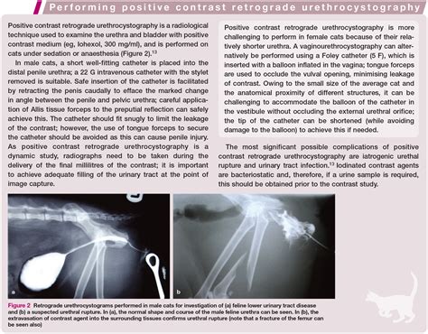 Urinary Tract Trauma in Cats: Stabilisation, Diagnosis and Management - Paula Robakiewicz, Zoë ...