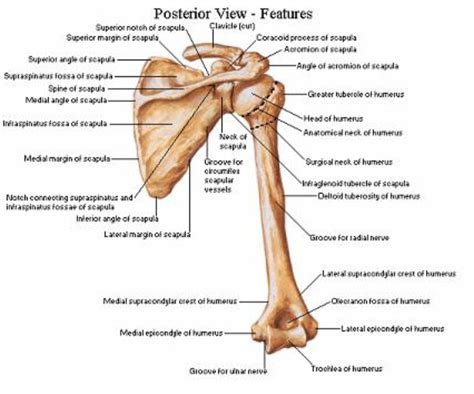 Posterior view of the shoulder girdle bones - Netter | Skeletal system ...