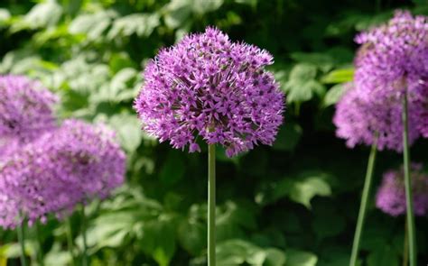 13 Magnificent Allium Varieties With White, Yellow, Pink And Purple ...