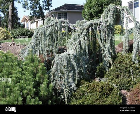 CEDRUS ATLANTICA GLAUCA PENDULA Stock Photo - Alamy