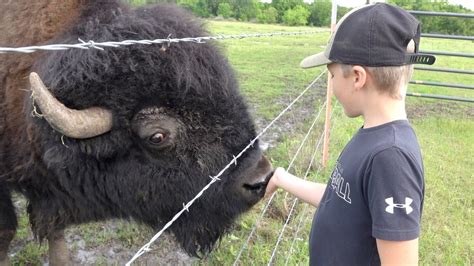 Hand Feeding Huge Bison at Cross Timbers Bison Ranch - YouTube