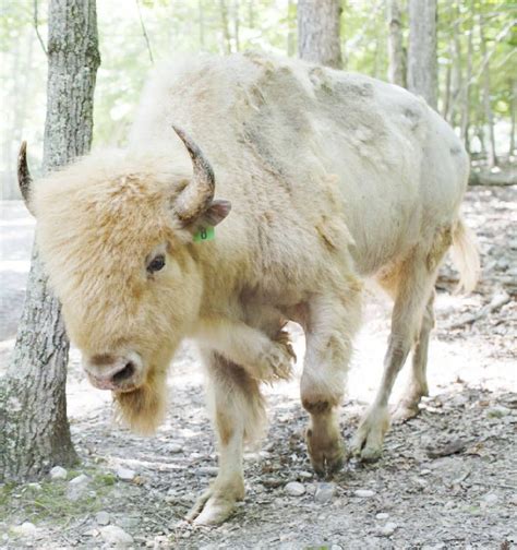 bison with Indians - Google Search | Buffalo animal, White bison, American animals