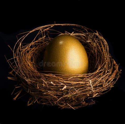 Bird nest with golden egg stock image. Image of bird - 55830573