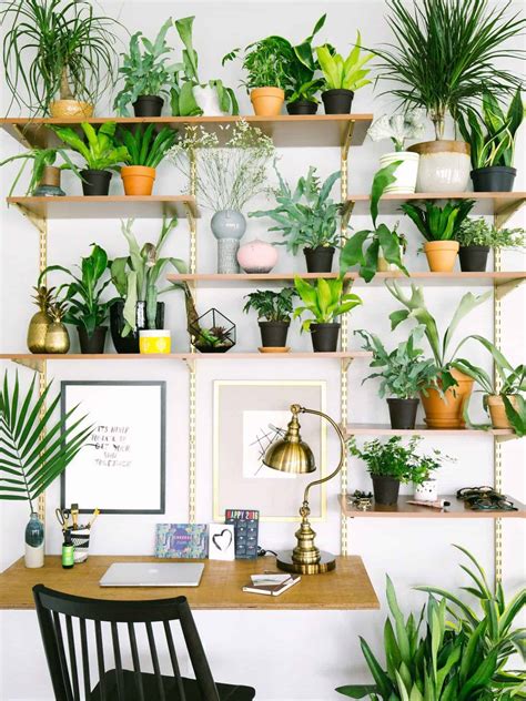 10 Best Home Office Plants to Boost Your Productivity - Omysa