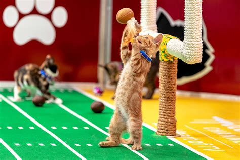 Kitten Bowl Is Back to Bring Even More Cuteness to Super Bowl Sunday ...