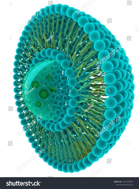 Structure Liposome Stock Illustration 1301479063 | Shutterstock