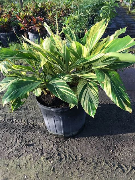 Alpinia zerumbet 'Variegata', Shell Ginger – Variegated | PlantVine